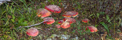 Shrooms 8602